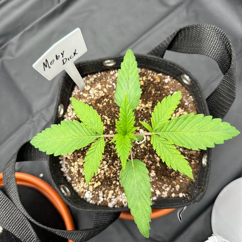 Moby Dick growlog timeline photo