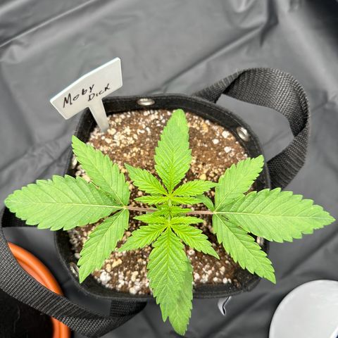 Moby Dick growlog timeline photo