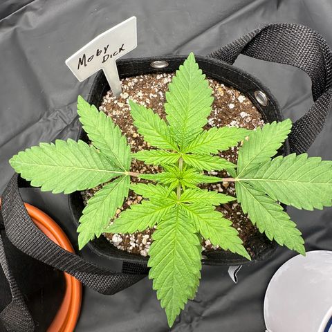 Moby Dick growlog timeline photo