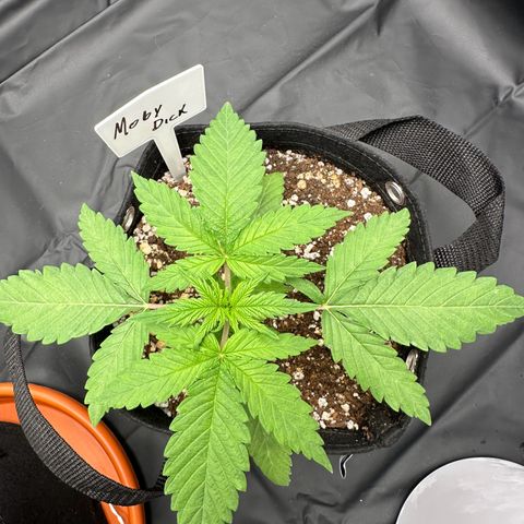 Moby Dick growlog timeline photo
