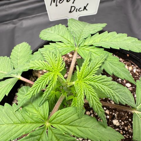 Moby Dick growlog photo: após a poda