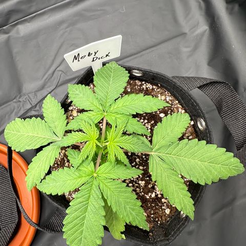 Moby Dick growlog timeline photo