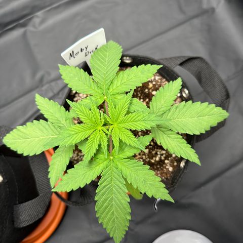 Moby Dick growlog timeline photo