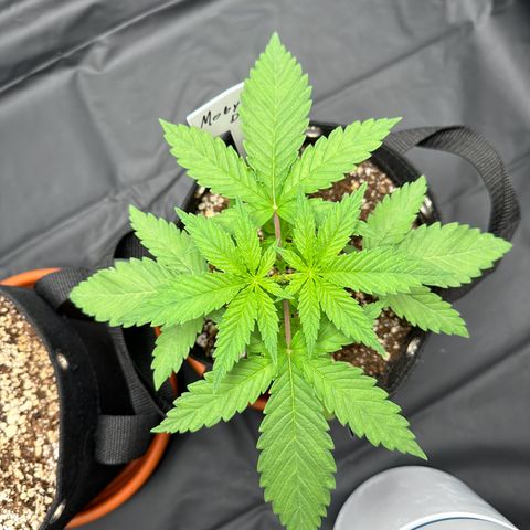 Moby Dick growlog photo: já tá surgindo os novos galhinhos hehe