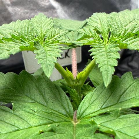 Moby Dick growlog photo: já tá surgindo os novos galhinhos hehe