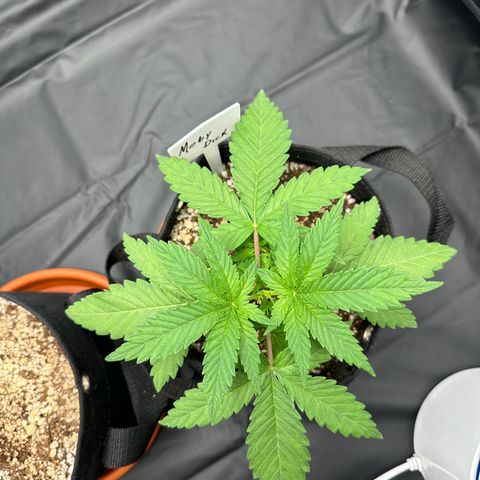 Moby Dick growlog timeline photo