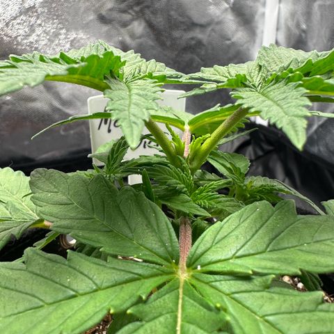 Moby Dick growlog photo: incrível o quão ramificada é essa genética