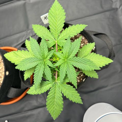 Moby Dick growlog timeline photo