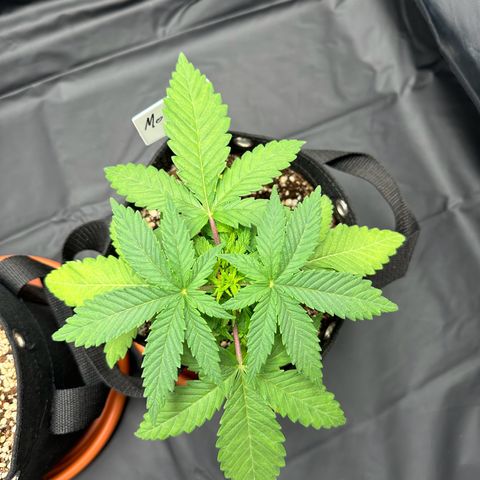 Moby Dick growlog timeline photo