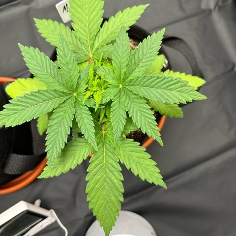 Moby Dick growlog timeline photo
