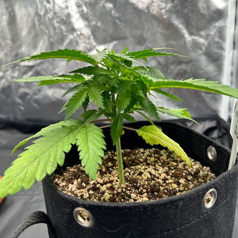 Moby Dick growlog photo: 💪🏼