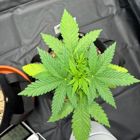 Moby Dick growlog timeline photo
