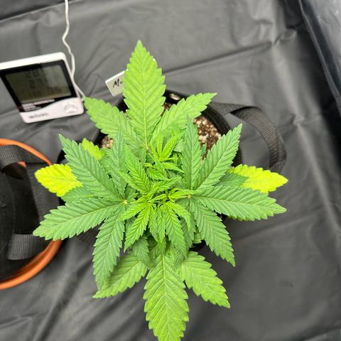 Moby Dick growlog timeline photo