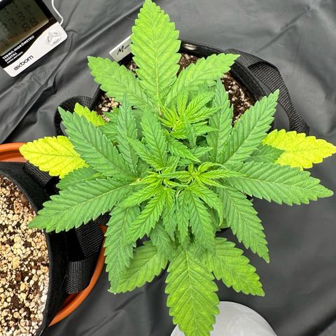 Moby Dick growlog timeline photo