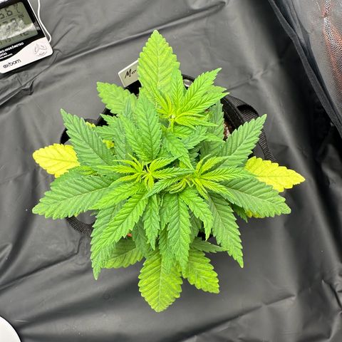 Moby Dick growlog timeline photo