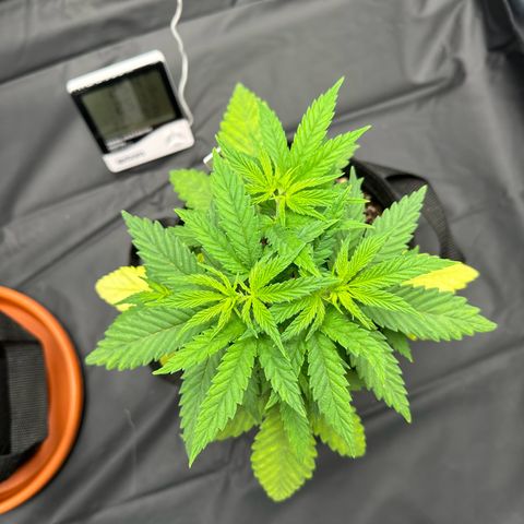 Moby Dick growlog timeline photo
