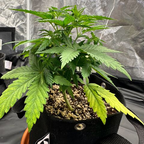 Moby Dick growlog timeline photo
