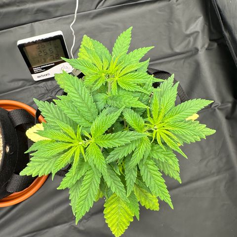 Moby Dick growlog timeline photo