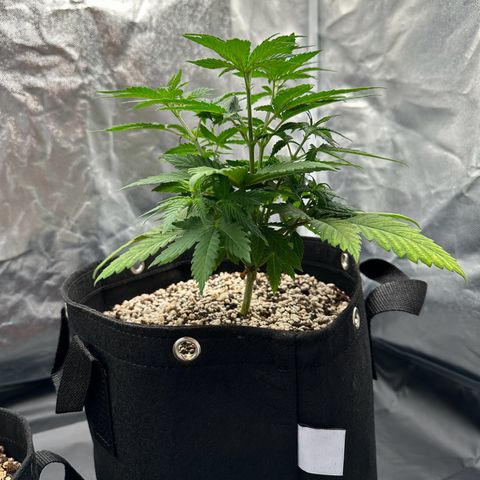 Moby Dick growlog timeline photo