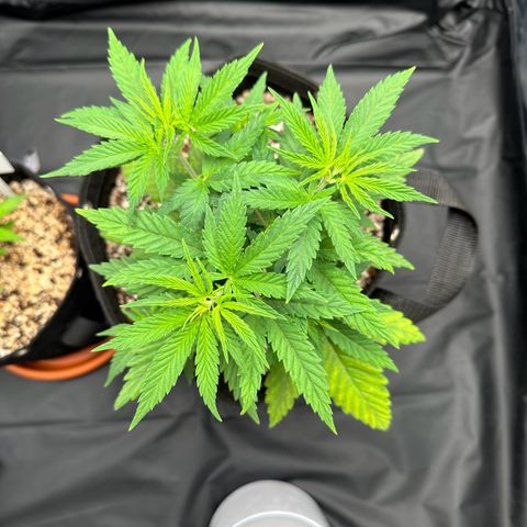 Moby Dick growlog timeline photo