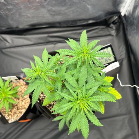 Moby Dick growlog timeline photo