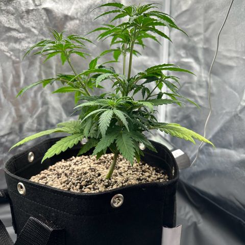 Moby Dick growlog timeline photo