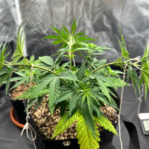 Moby Dick growlog timeline photo