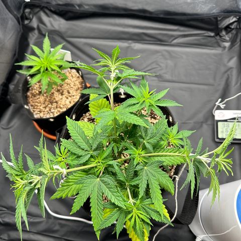 Moby Dick growlog timeline photo
