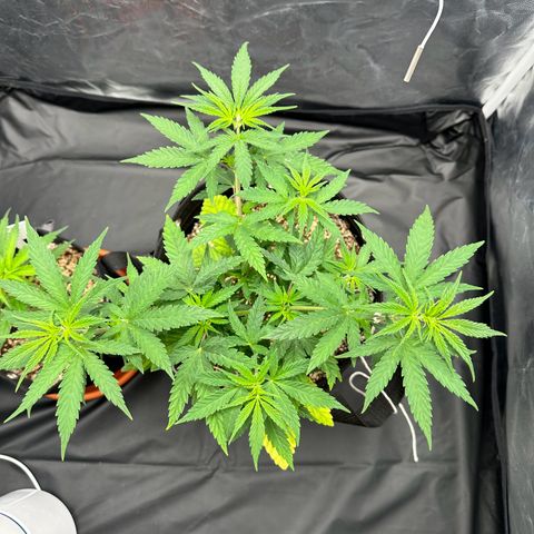 Moby Dick growlog timeline photo