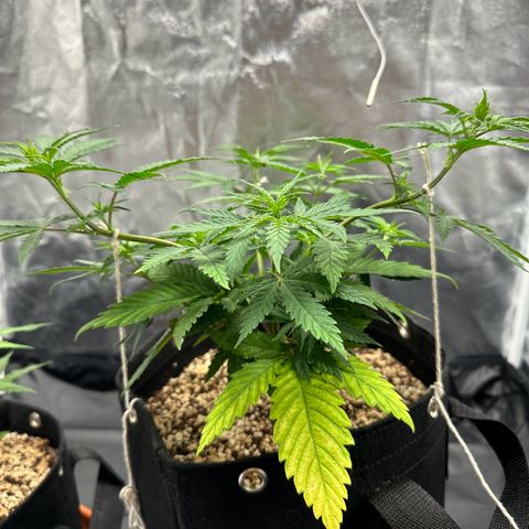 Moby Dick growlog timeline photo
