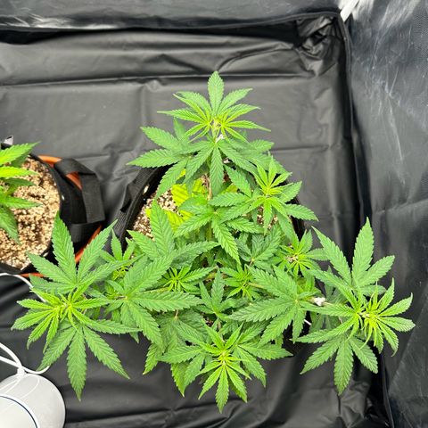 Moby Dick growlog timeline photo