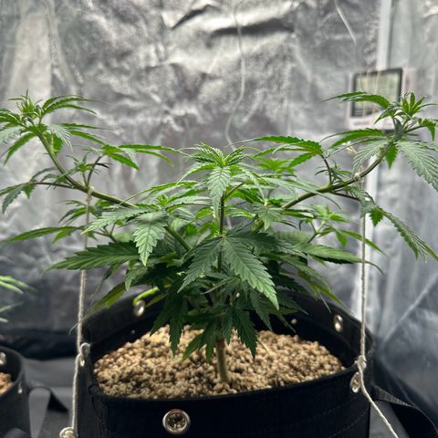 Moby Dick growlog timeline photo