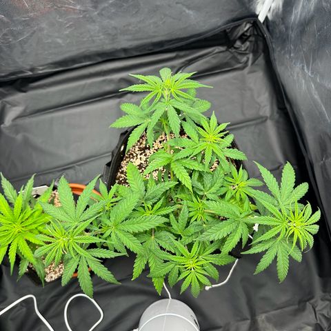 Moby Dick growlog timeline photo