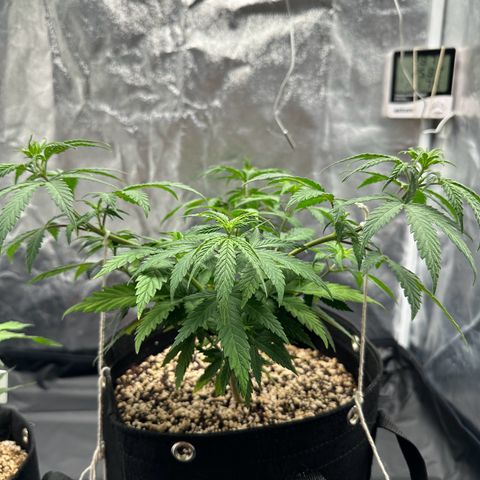 Moby Dick growlog timeline photo