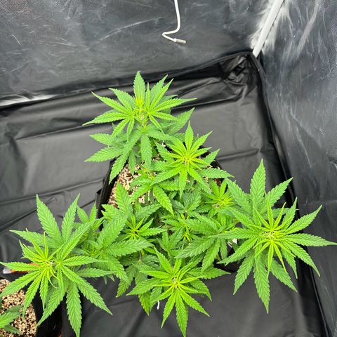 Moby Dick growlog timeline photo