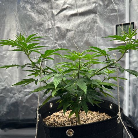 Moby Dick growlog timeline photo