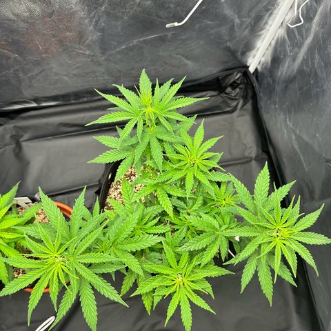 Moby Dick growlog timeline photo
