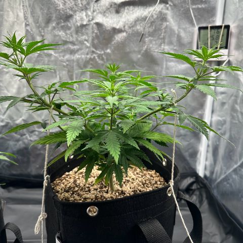 Moby Dick growlog timeline photo