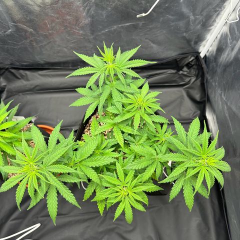Moby Dick growlog timeline photo