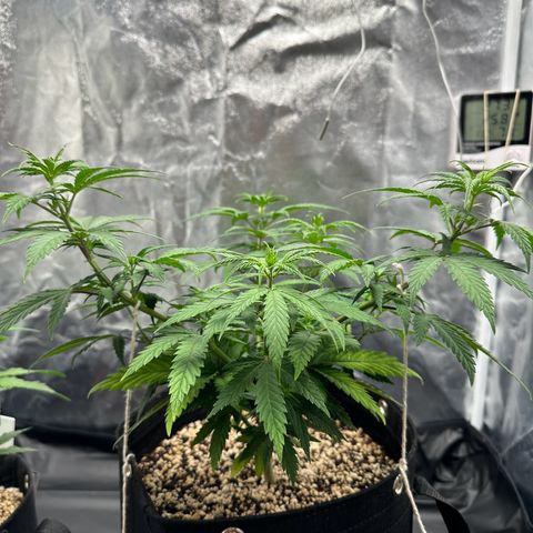 Moby Dick growlog timeline photo