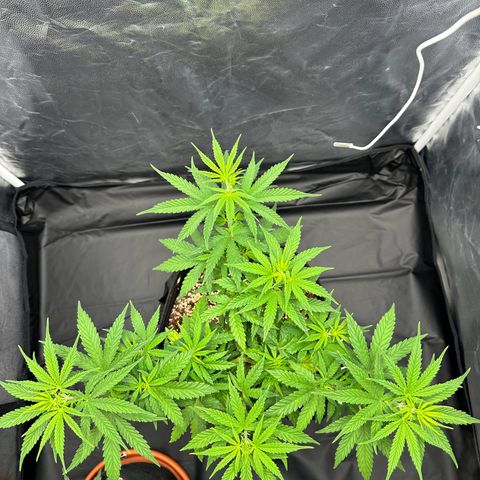 Moby Dick growlog timeline photo