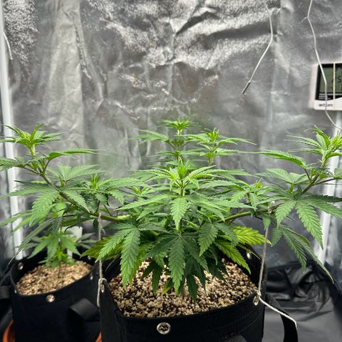 Moby Dick growlog timeline photo