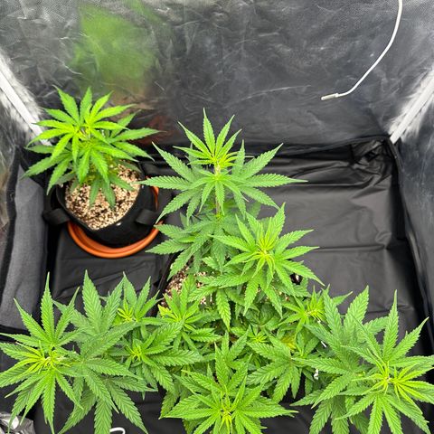 Moby Dick growlog timeline photo