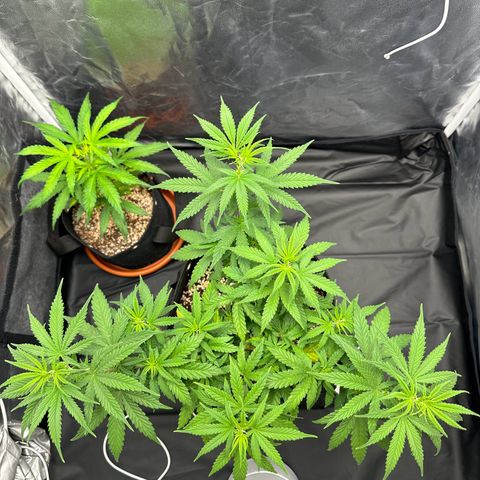 Moby Dick growlog timeline photo