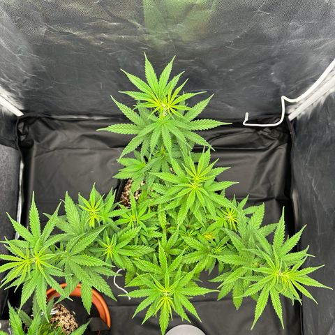 Moby Dick growlog timeline photo