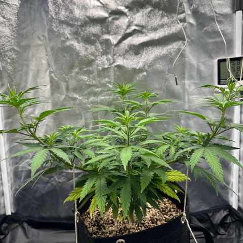 Moby Dick growlog timeline photo