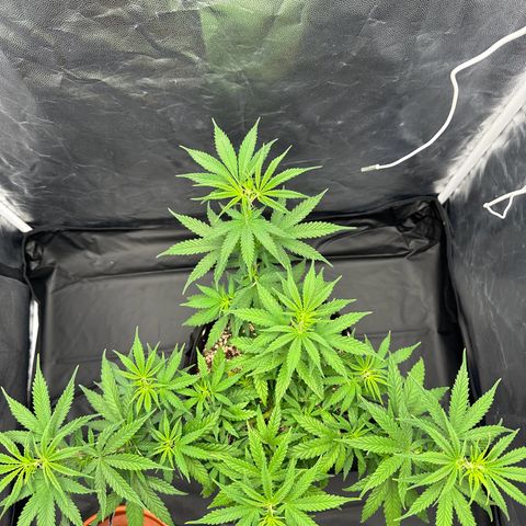 Moby Dick growlog timeline photo