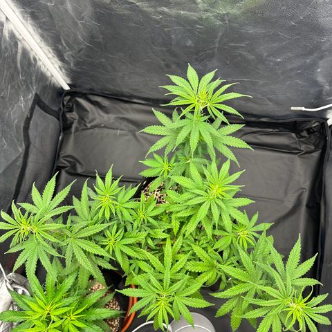 Moby Dick growlog timeline photo