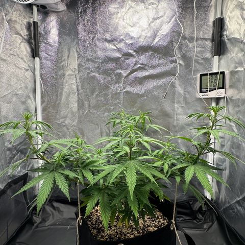 Moby Dick growlog timeline photo