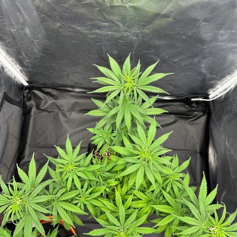 Moby Dick growlog timeline photo